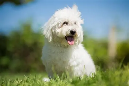 سگ Coton de Tulear در فضای باز نشسته است