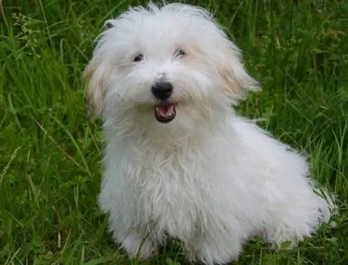 Coton de Tulear di rumput