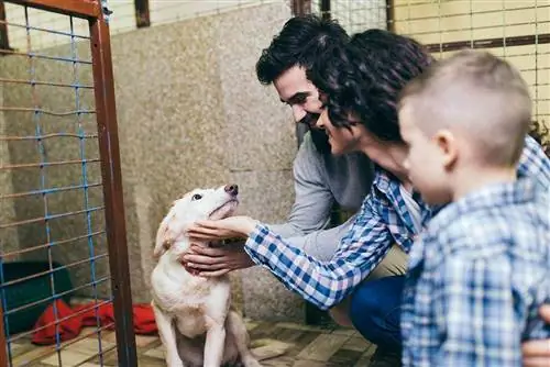 Mennyi ideig tart egy kutya örökbefogadása? Mit kell tudni