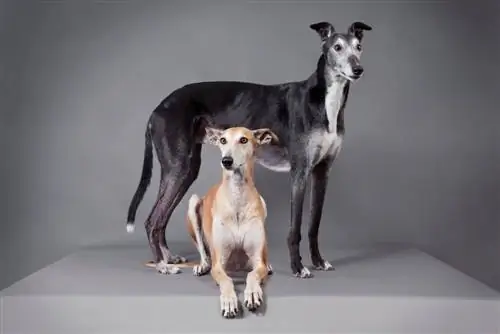 ob elegant greyhounds