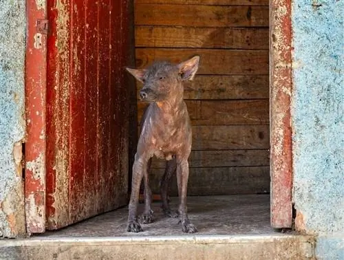 Terrier Pasir Abyssinian