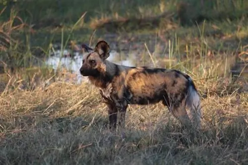 vild afrikansk hund