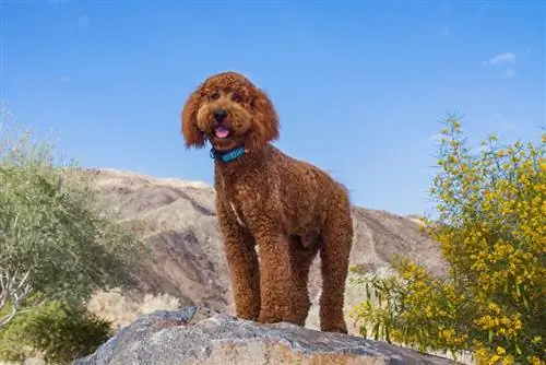 Labradoodle w pustynnym ogrodzie