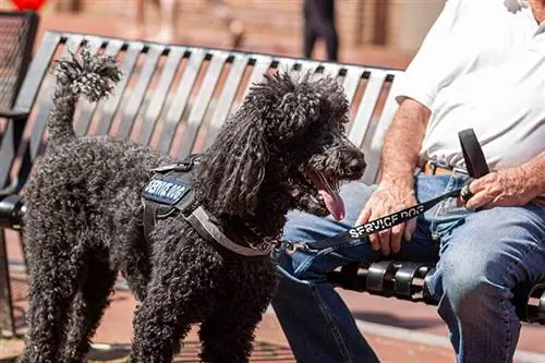 perro de servicio caniche negro