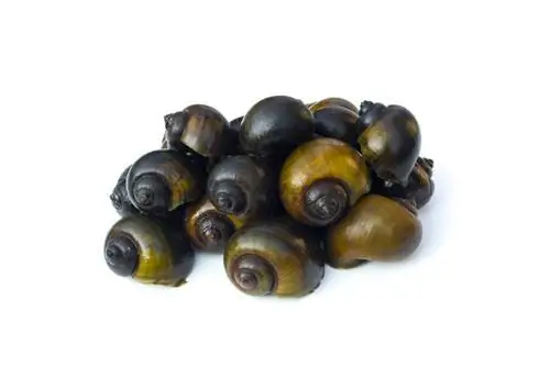 Siput apel saluran