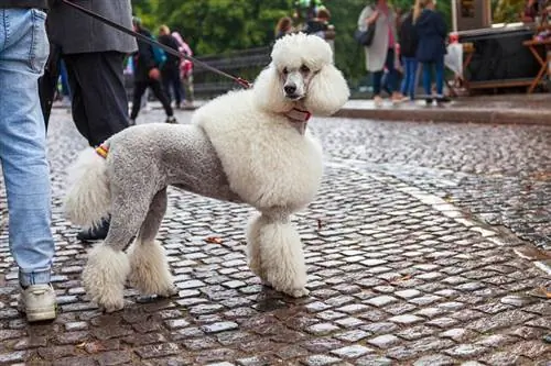 poodle padrão branco na coleira