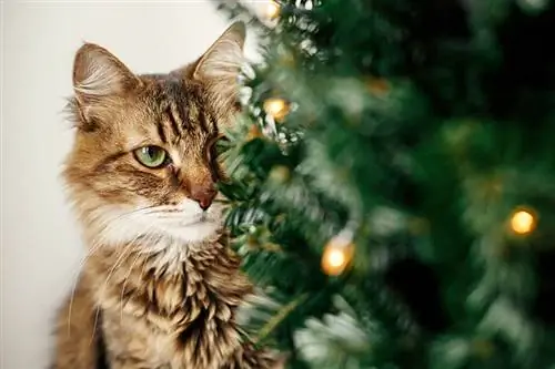 Gatto Maine coon con occhi verdi seduto al piccolo albero di natale con luci