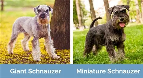 Schnauzer gigante vs Schnauzer nano fianco a fianco