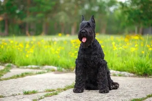 cane schnauzer gigante seduto