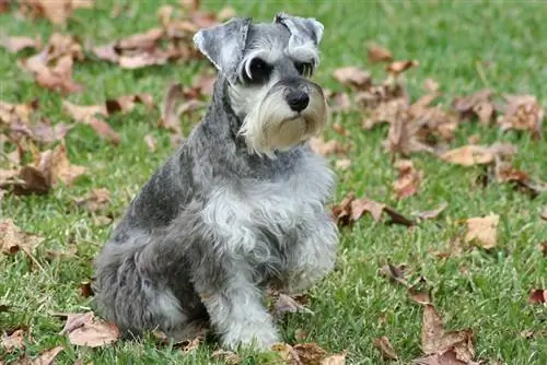 schnauzer nano seduto all'aperto