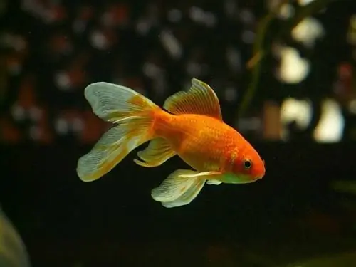 Comet Goldfish: veličina, životni vijek, veličina spremnika & Njega (krajnji vodič)