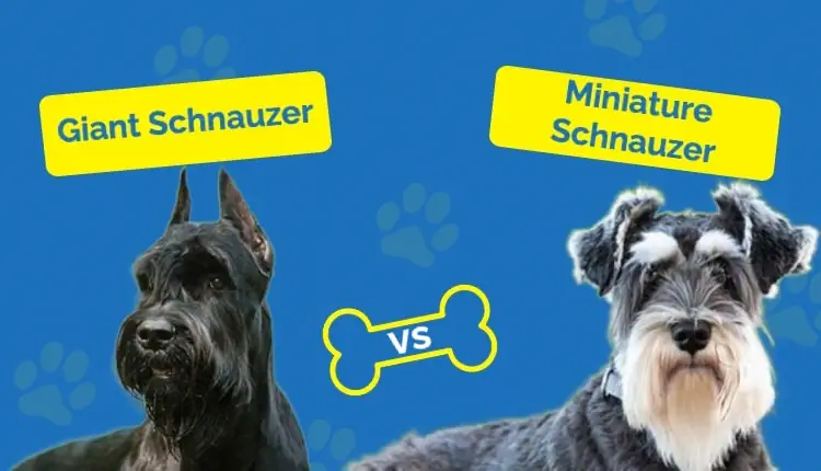 Schnauzer Géant vs Schnauzer Miniature : Les Différences (Avec Photos)