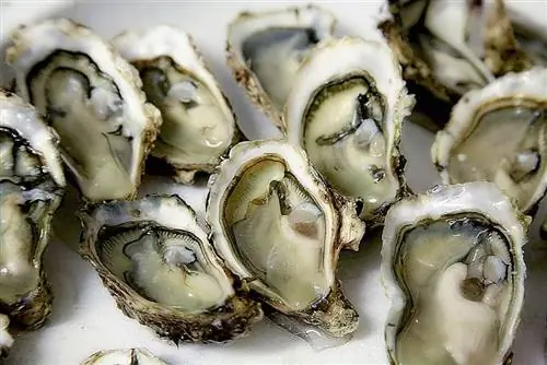 Maaari bang Kumain ang Mga Pusa ng Oysters? Anong kailangan mong malaman