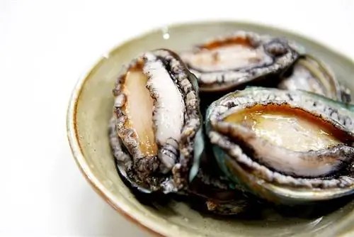 oesters naby