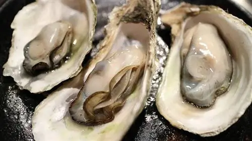 Oyster Closeup