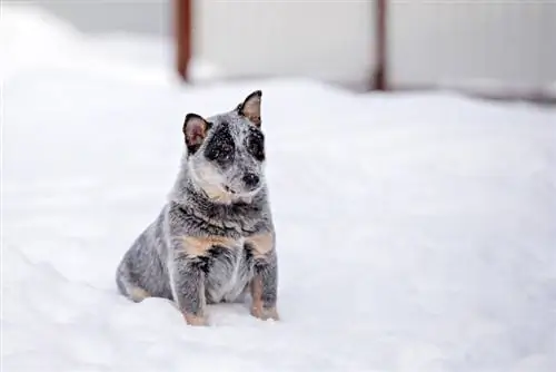 Blue-Tzu Heeler (Blue Heeler & Shih-Tzu Mix)