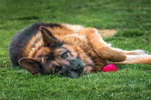 câine ciobănesc german bolnav, incapabil să se joace