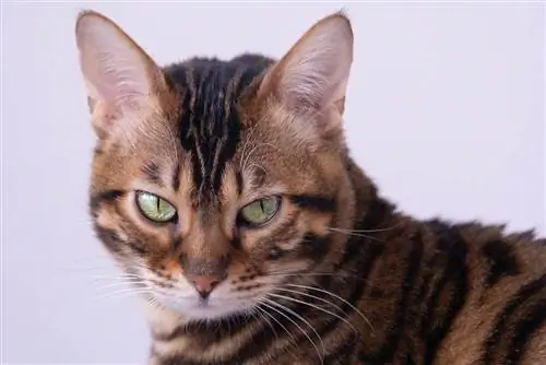 20 fatos interessantes sobre o gato Bengal que você precisa saber