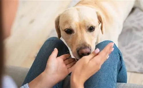 cane che annusa