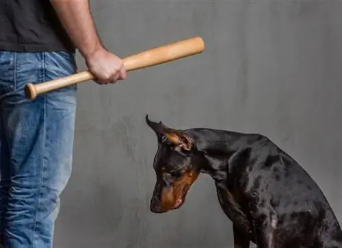 l'homme punit le chien