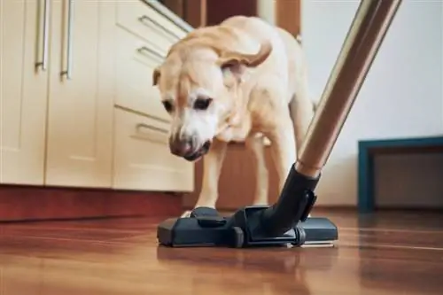 Cane cattivo che abbaia sull'aspirapolvere