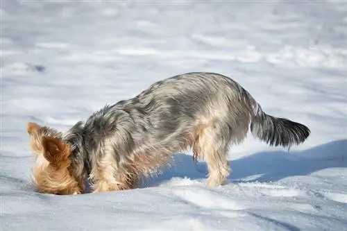 ¿Por qué cavan los perros? (Explicación del comportamiento del perro)