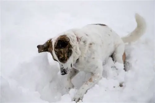 Hund gräbt im Schnee