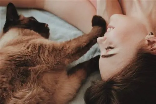 kucing coklat dan hitam berbaring di tempat tidur dengan seorang wanita