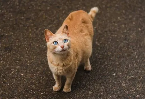 eine orangefarbene schwangere Katze, die nach oben schaut