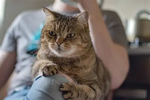 Flauschige braune und schwarze Katze, die sich am Bein einer Person festhält