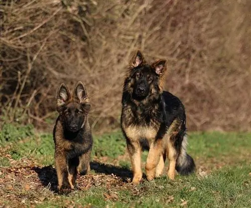 DDR Deutscher Schäferhund Welpe und Erwachsener