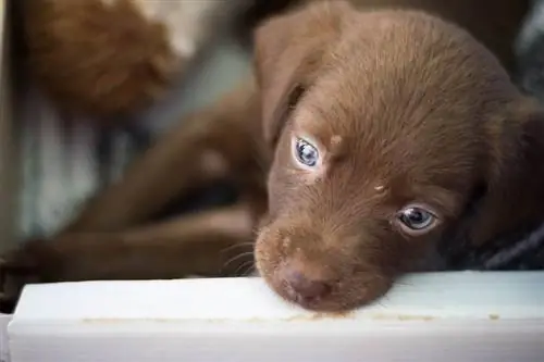 visage de chiot chien en adoption