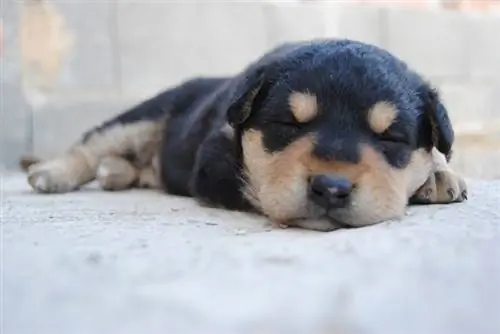 cachorrinho dormindo