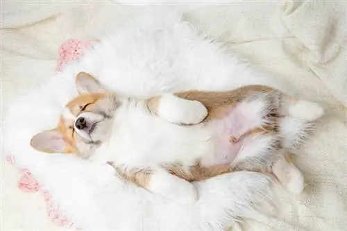 Leuke Pembroke Welsh Corgi-puppyslaap op een bontdeken op zijn rug