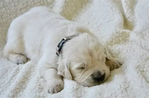 κουτάβι Golden Retriever που κοιμάται