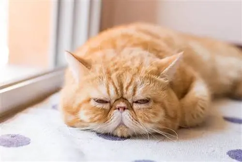 ዝንጅብል Exotic shorthair ድመት በር አጠገብ ትተኛለች።