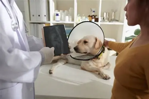 veterinario que muestra una tableta con una imagen de rayos X de la columna vertebral de los perros al propietario