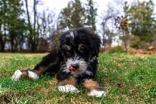 bernedoodle ቡችላ መሬት ላይ ተኝቷል።