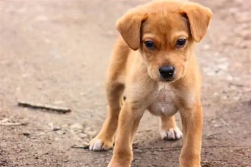 Meu cachorro está instável e desequilibrado: 7 motivos aprovados pelo veterinário