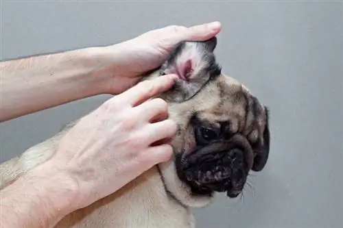 dueño revisando perro pug con infección de oído