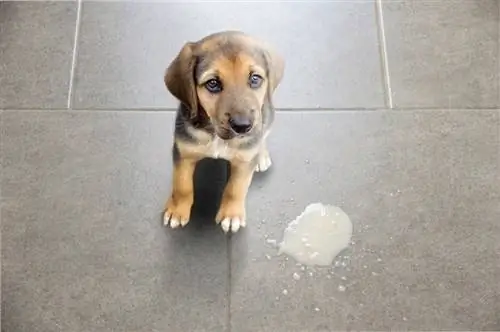 Vómito de perro en la sala de estar en el suelo.