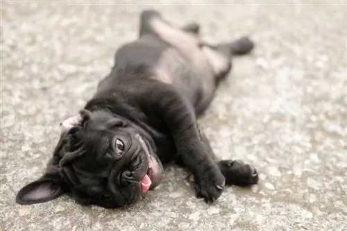 síntoma de golpe de calor del perro pug