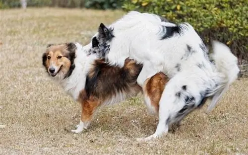 acasalamento de dois cães pastores