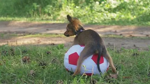 cachorro-pequeno-transando-brinquedo-macio-na-grama