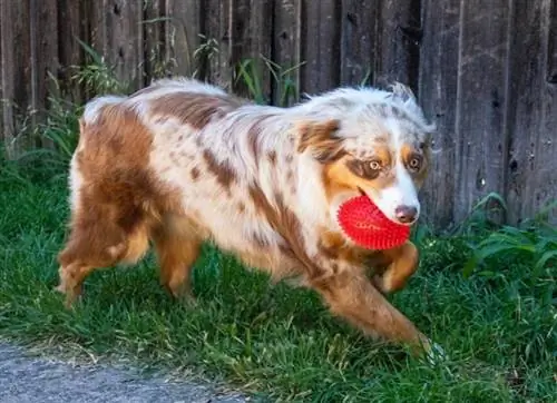 avustralya çoban köpeği bir oyuncakla oyun oynuyor