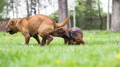 Il cane sente l'odore di un cane in calore