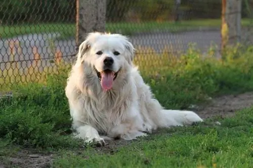 Anjing Gembala Tatra Poland berbaring di atas rumput