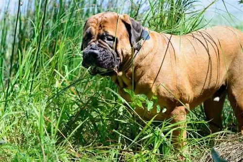 chien bullmastiff mange de l'herbe