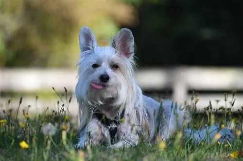 chien chinois à crête allongé sur l'herbe avec la langue dehors