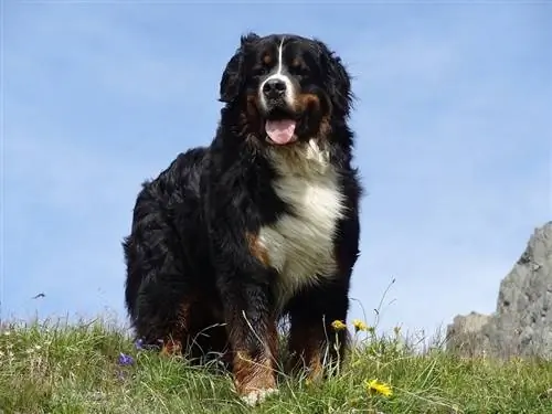 Bernese Mountain Dog duduk di atas rumput